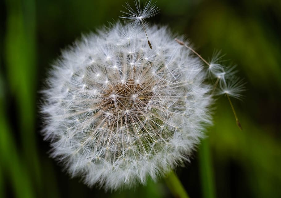 dandelion, dandelions, sonchus oleraceus, spring, nuns, plant HD wallpaper