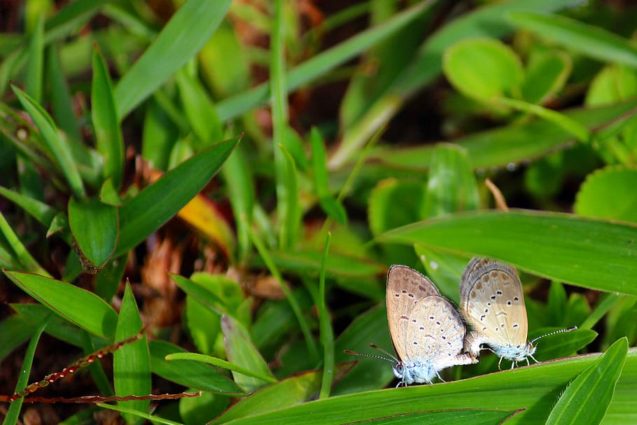 butterfly, mating, couple, pair, macro, animal, green, insect HD wallpaper