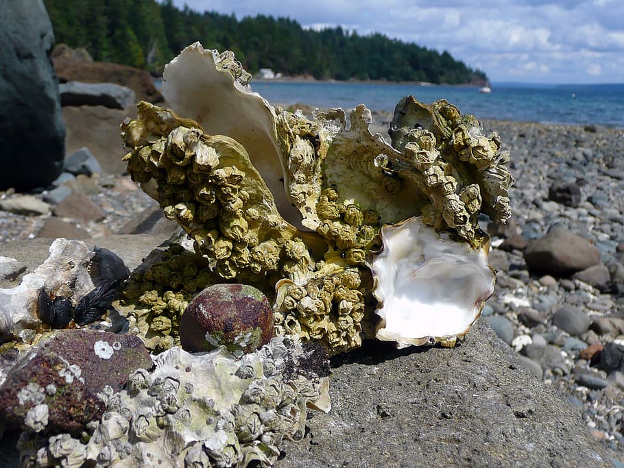 Oyster, Shell, Beach, Nature, Pebbles, ocean, pacific, rock - object HD wallpaper