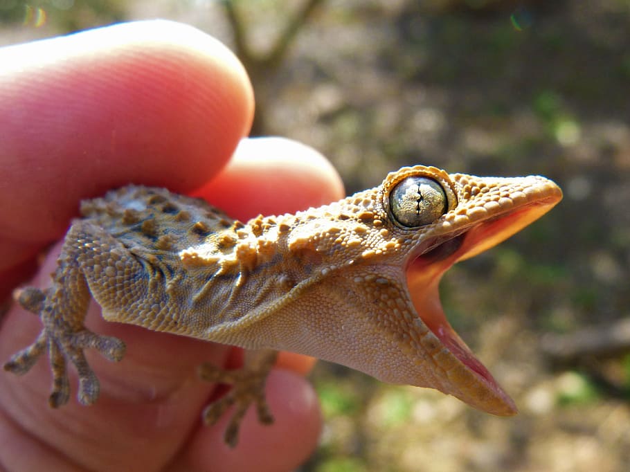 gecko, cry, threat, lizard, reptile, dragon, hand, one animal HD wallpaper