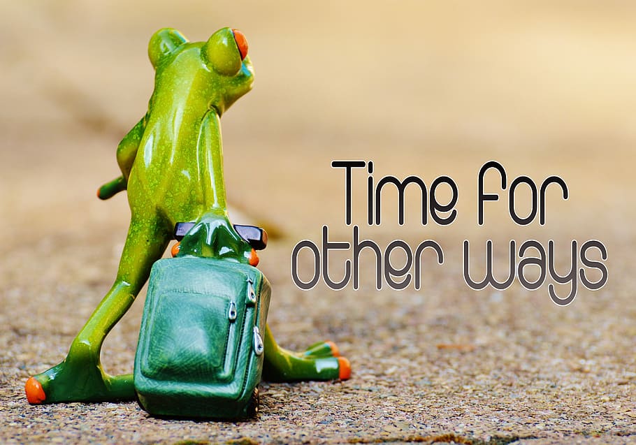 red-eyed tree frog carrying luggage figurine on ground, time for other ways, HD wallpaper
