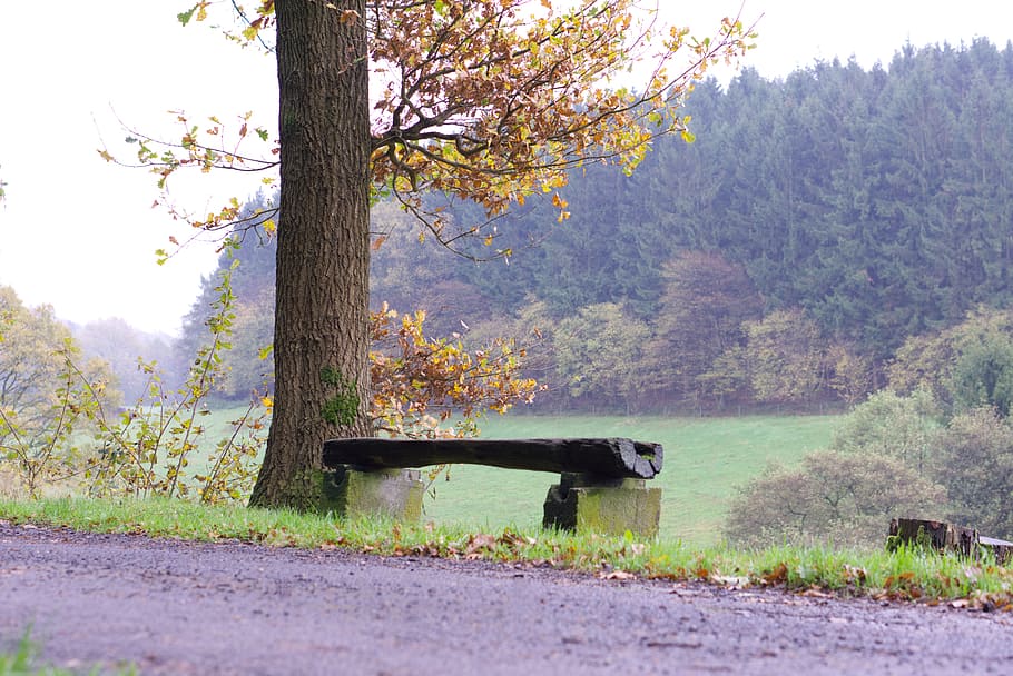 bank, tree, walk, nature, forest, benches, resting place, autumn HD wallpaper