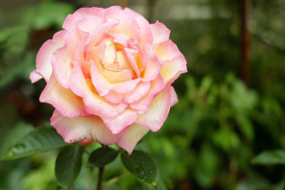 shallow focus photography of pink rose, Flower, Blossom, Bloom HD wallpaper
