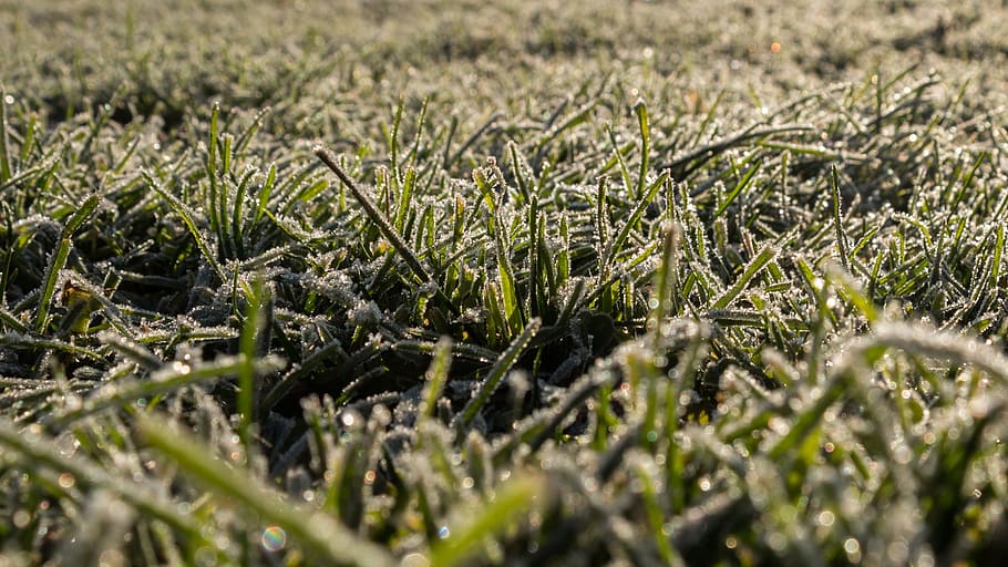 Green Grass, close-up, cold, field, frost, ground, growth, ice, HD wallpaper