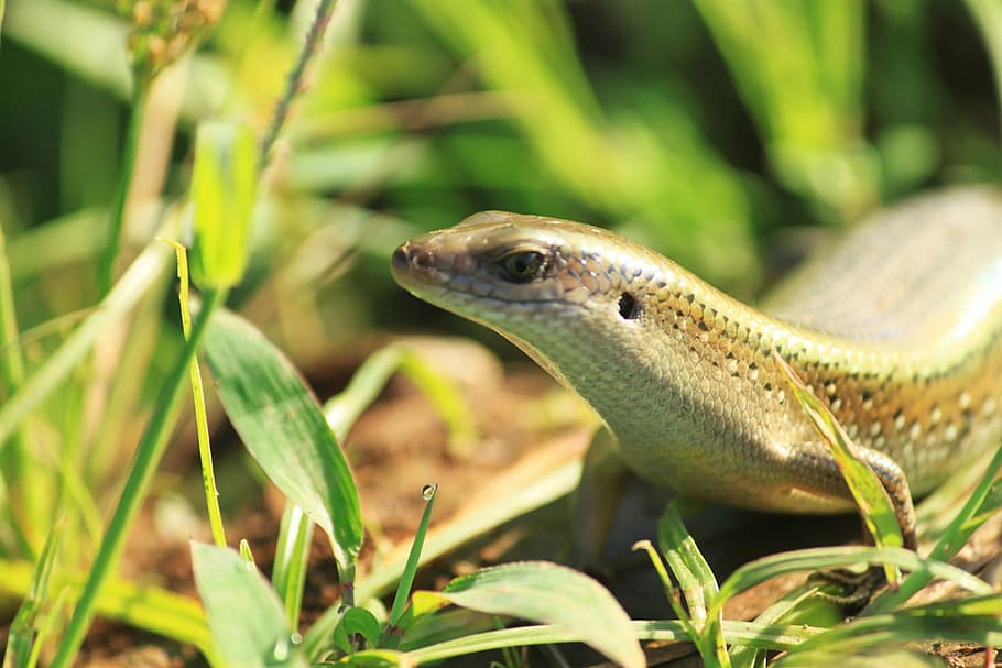 lizard, lizards paddy, reptiles, animal, nature, wildlife, animal themes HD wallpaper