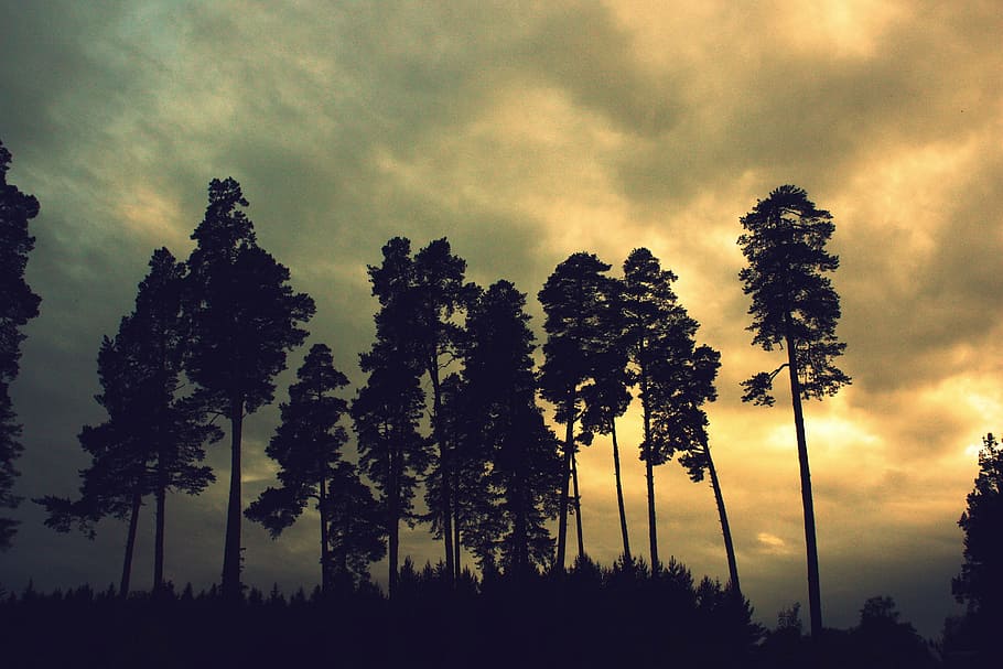 trees, forest, brown, coniferous tree, pine, nature, landscape HD wallpaper