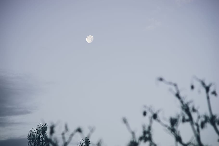 Early morning moon, nature, sky, flying, outdoors, blue, winter HD wallpaper
