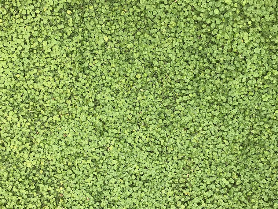 closeup photo of green plants, green natural, green color, full frame HD wallpaper