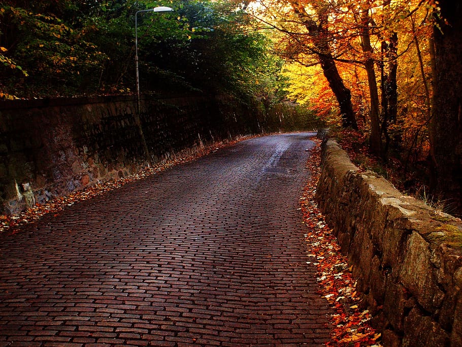 road, bricks, trees, path, stone, pavement, walkway, paving HD wallpaper