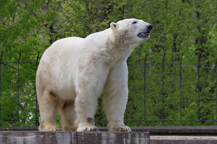 white polar bear standing on 4 legs during daytime, the bear, HD wallpaper