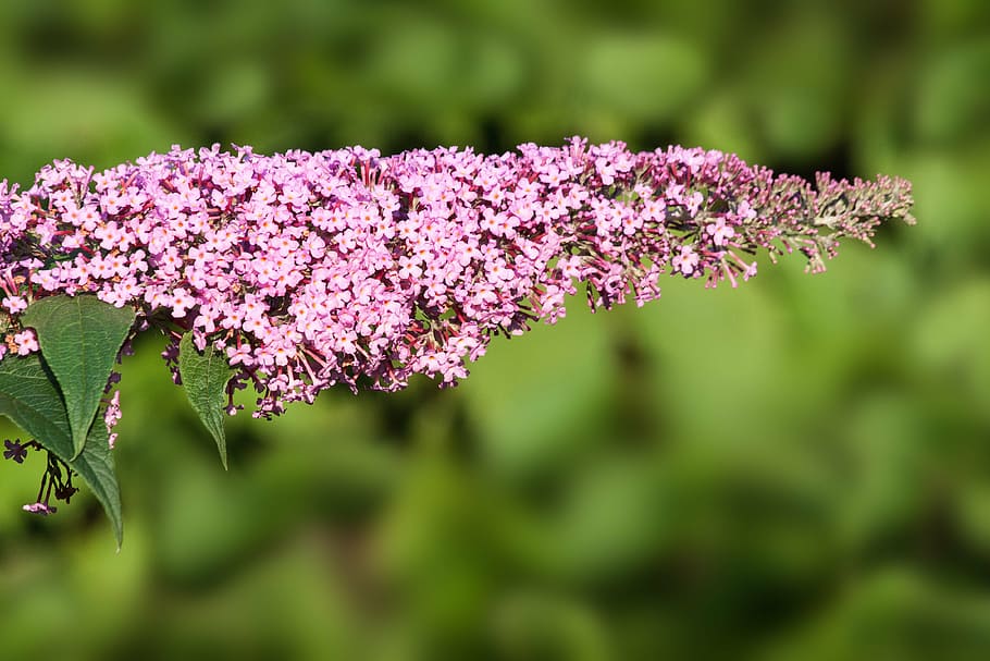 buddleja davidii, butterfly bush, lilac, plant, summer lilac, HD wallpaper