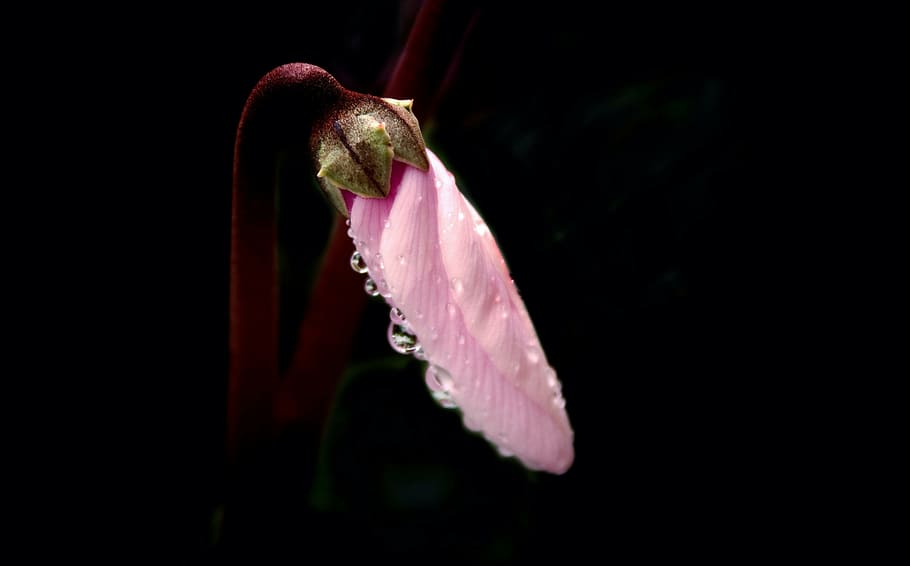 cyclamen, drops, rain, flower, flowering plant, pink color HD wallpaper