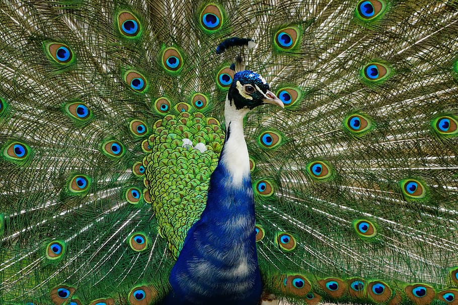 blue and green peacock spreading his tail, wheel, bird, animal HD wallpaper