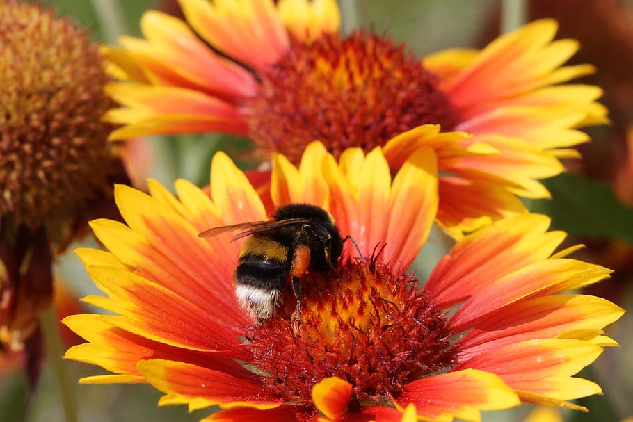 bourdon, gaillarde, macro, insect, forage, nature, flower, yellow HD wallpaper