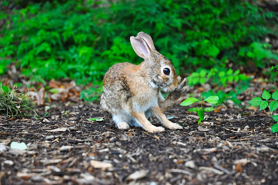 brown rabbit near green leafed plant, brown hare surrounded by plants HD wallpaper