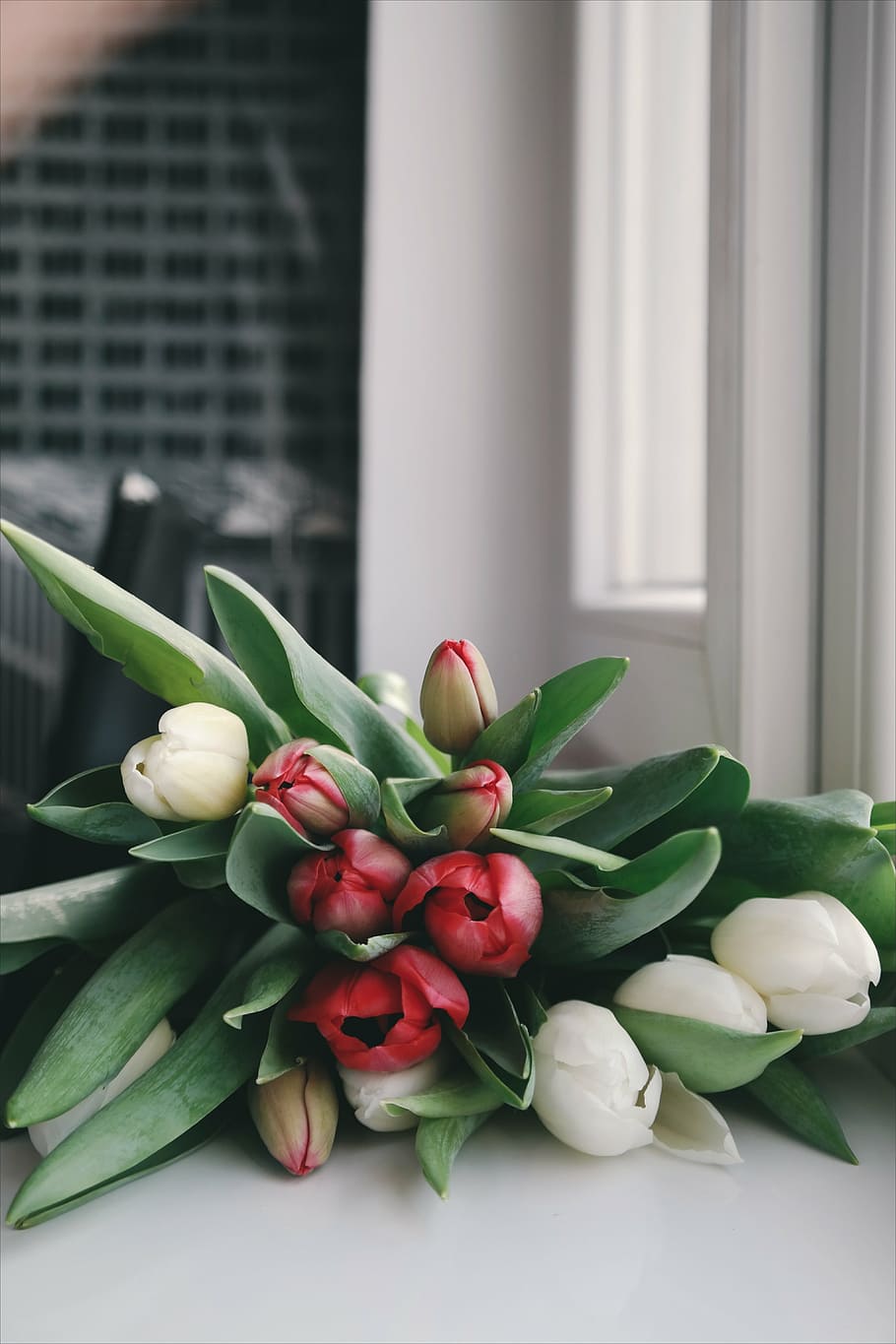 white and red flowers, petal, bloom, garden, plant, nature HD wallpaper