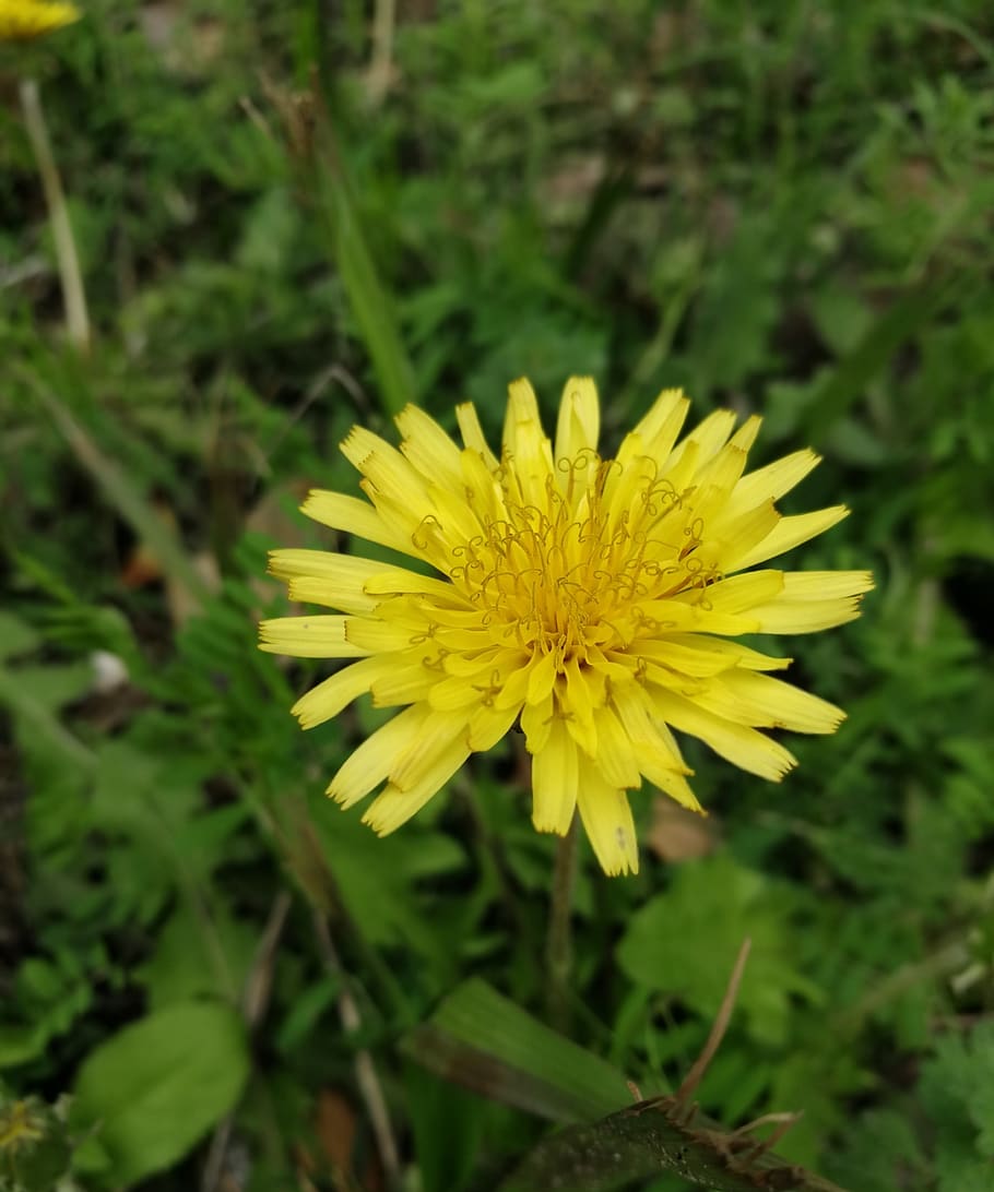 nature, summer, dandelion, flower, flowering plant, yellow HD wallpaper