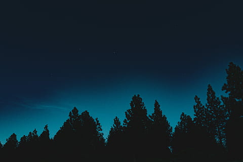 silhouette photo of pine trees, silhouette of trees, sky, forest HD wallpaper