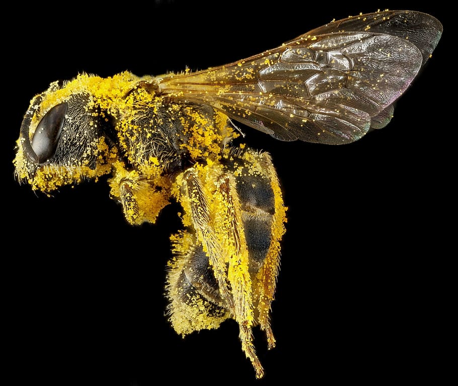 brown honeybee, sweat bee, pollen, macro, insect, wildlife HD wallpaper