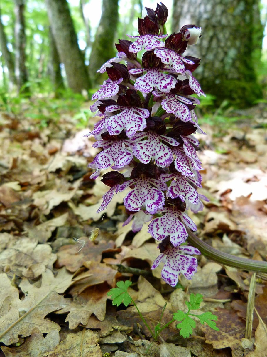 flowers, flora, nature, macro, plants, flowering, spring, forest HD wallpaper