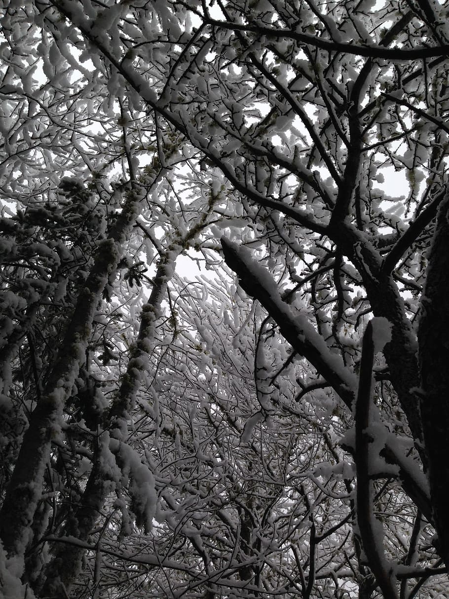 trees, snow, winter, storm, cathedral, branches, woods, cold HD wallpaper