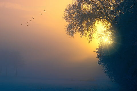 cliff near seashore at sunset, fog, dawn, birds, tree, aesthetic HD wallpaper