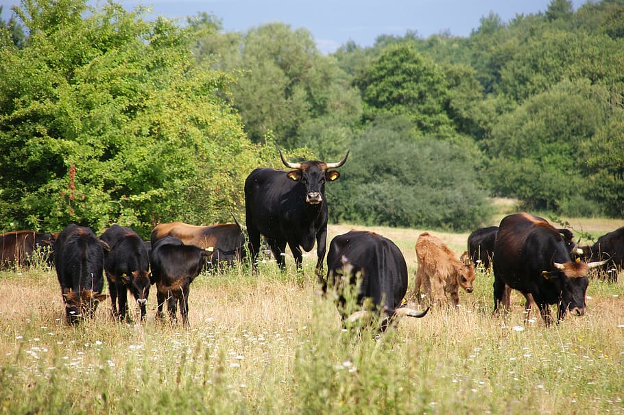 Flock, Cattle, Cow, Beef, Animals, meadow, calf, running, animal wildlife HD wallpaper