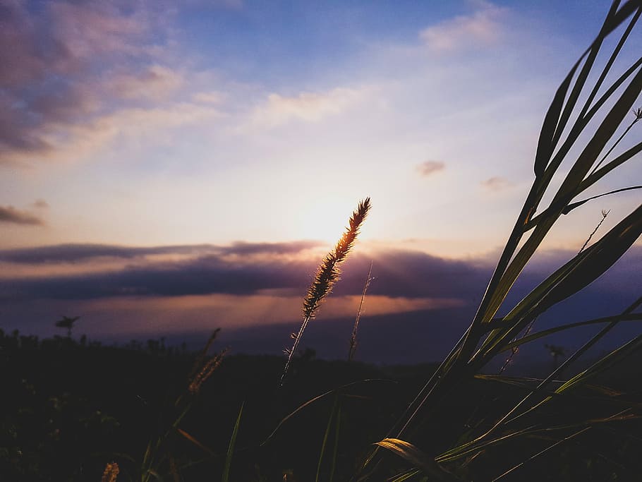 Moment of light, macro photography of plant, grass, field, sunset HD wallpaper