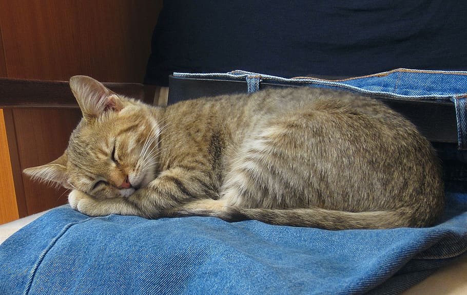 brown Tabby cat, sleep, blue jeans, kitty, young, animal, domestic HD wallpaper