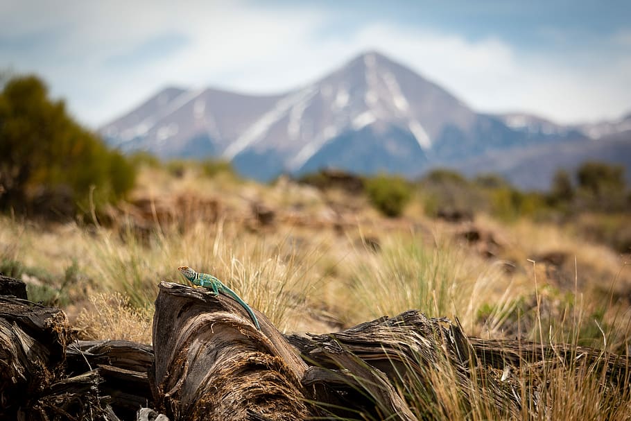 selective focus photography of drift wood, shallow focus photography of grass HD wallpaper