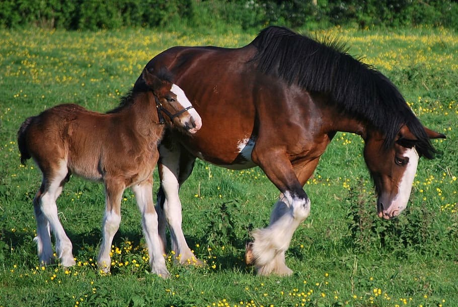 brown and black horse on green grass, clydesdales, horses, colt
