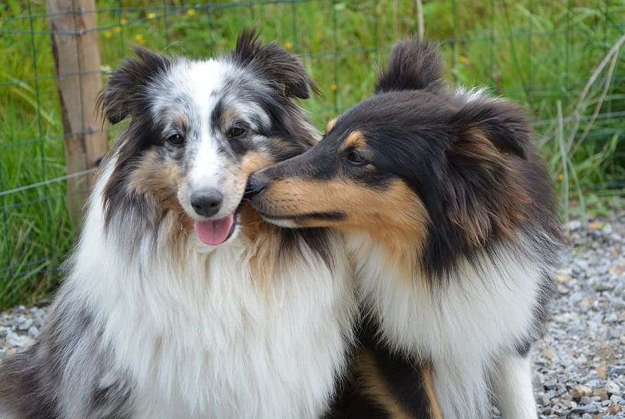 two tricolor Australian shepherds near fence, dogs, kisses, tenderness, HD wallpaper