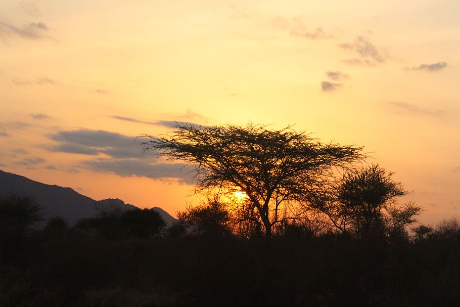sunset, natural, kenya, tree, plant, sky, silhouette, tranquility HD wallpaper