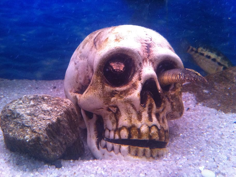 aquarium, skull, fish, underwater, nature, animal, animal themes HD wallpaper