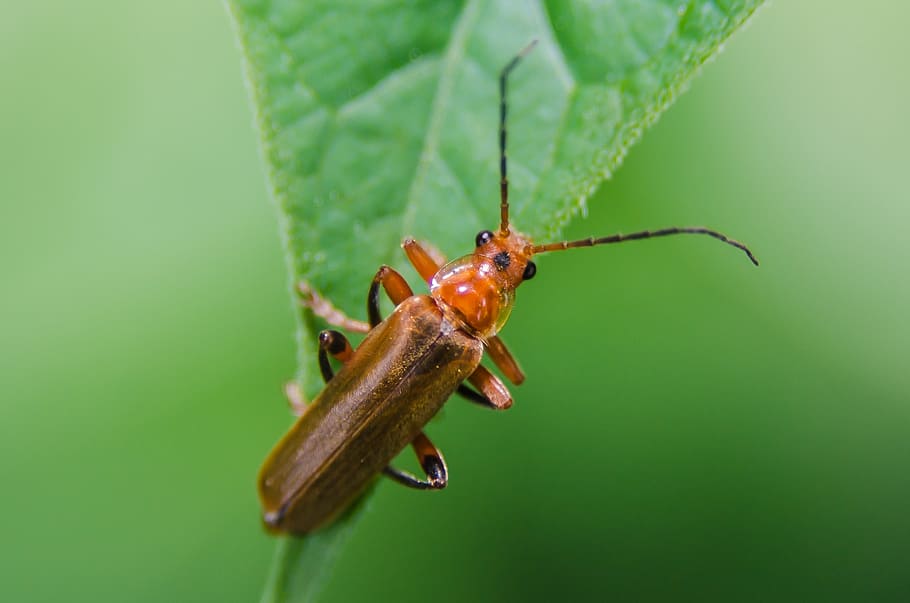 thorax, bug, plants, insect, leaf, nature, macrophotography HD wallpaper