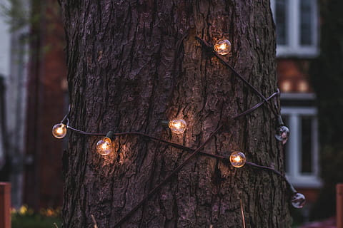 light bulbs wrap around tree, string lights turn on at daytime HD wallpaper