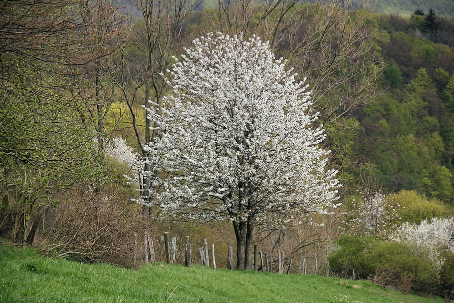 landscape, tree, fruit tree, blossom, bloom, cherry, spring HD wallpaper
