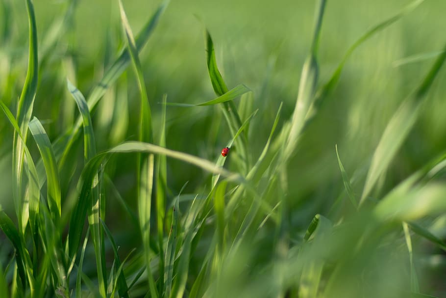 ladybug, green, grass, green color, plant, nature, selective focus HD wallpaper