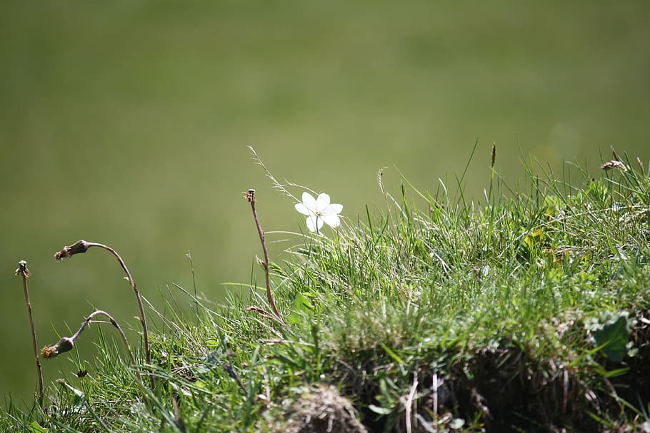 Meadow, Flower, Spring, Nature, same, field, plant, no people HD wallpaper