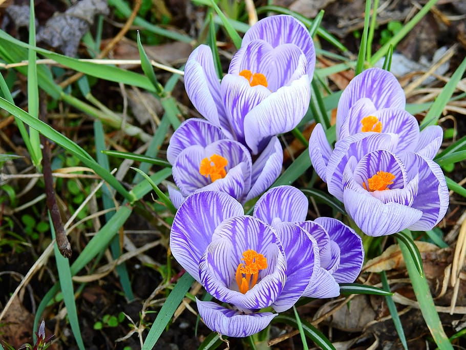 close-up photo of purple-and-white crocus flowers, blossom HD wallpaper