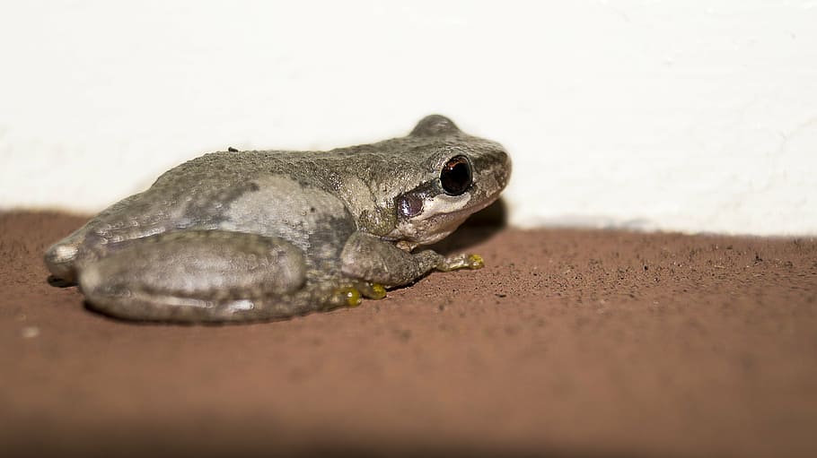frog, toad, animal, amphibian, nature, green, wildlife, eye HD wallpaper