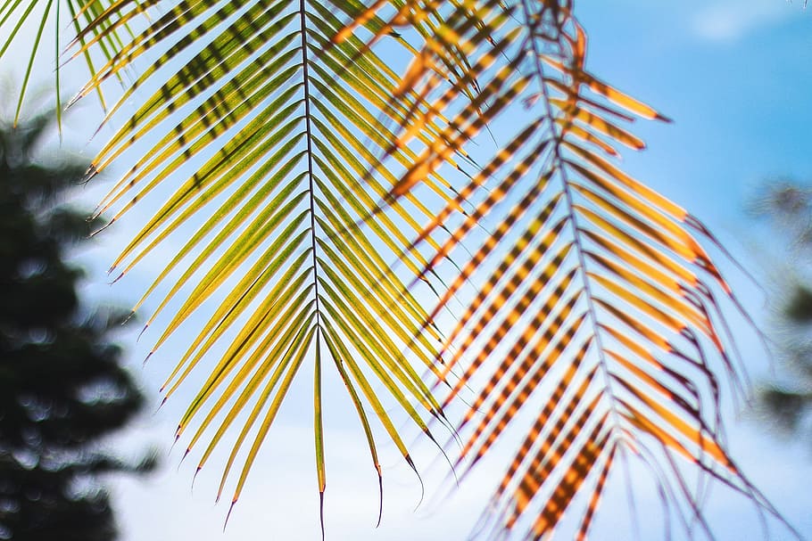close-up photo of green leaf palm tree over blue sky, nature, HD wallpaper