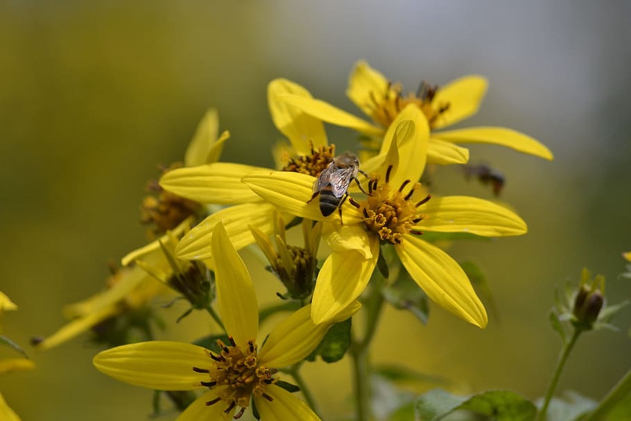flower, bee, yellow, insect, summer, nature, flowering plant HD wallpaper