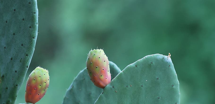 Prickly Pear, Fruit, Cactus, nature, plant, close-up, macro HD wallpaper
