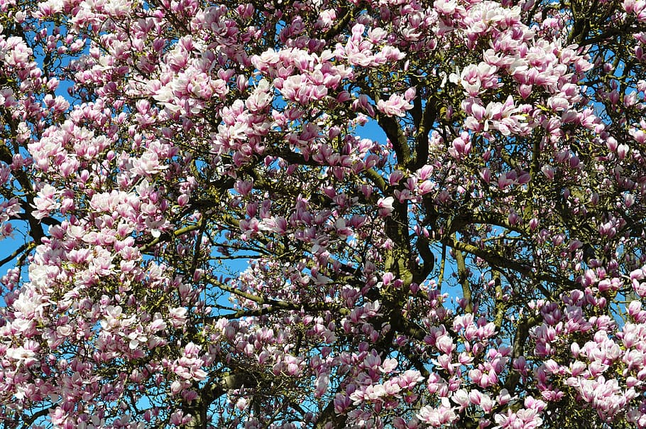 pink flower tree during daytime, spring, blossom, bloom, garden HD wallpaper