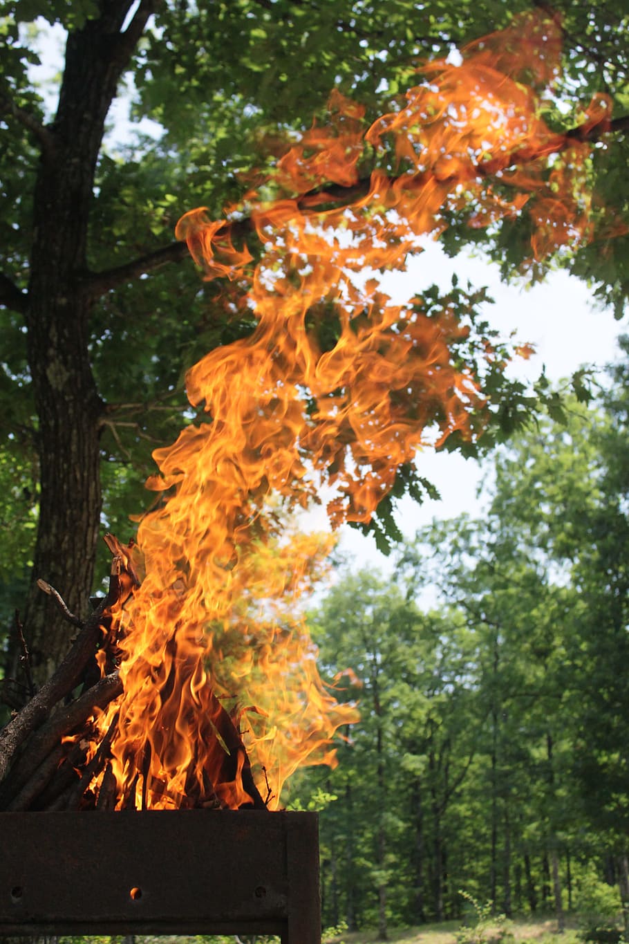 grill, fire, flame, forest, heat, burning, flames, tree, plant HD wallpaper
