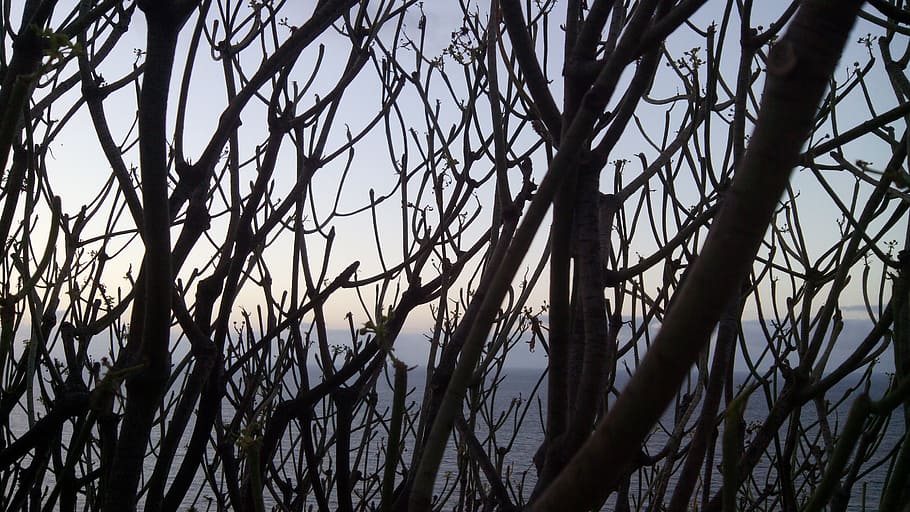 tabaiba tree, between branches, sea, plant, no people, sky HD wallpaper