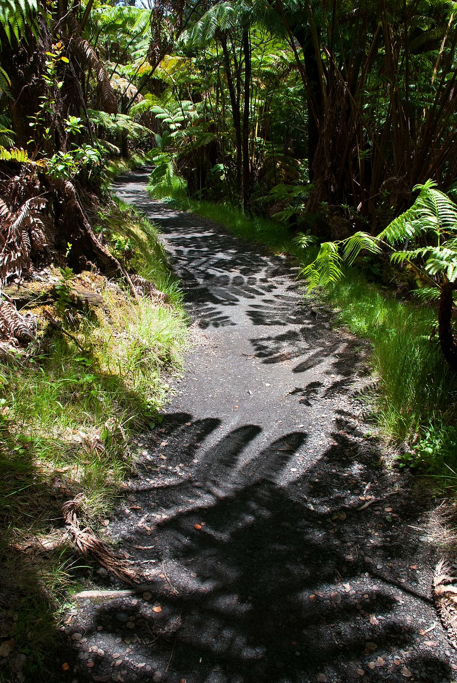 trail, shadow, hiking, path, fern, hawaii, hawaii volcanos, HD wallpaper