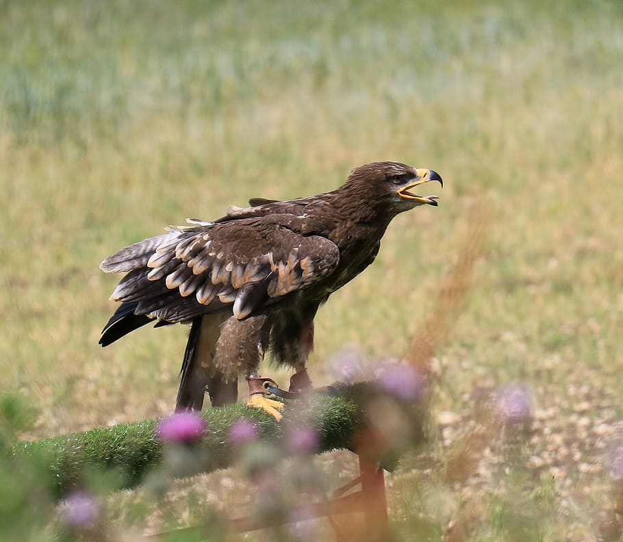 steppe eagle, nature, bird, prey, wildlife, hunter, raptor HD wallpaper