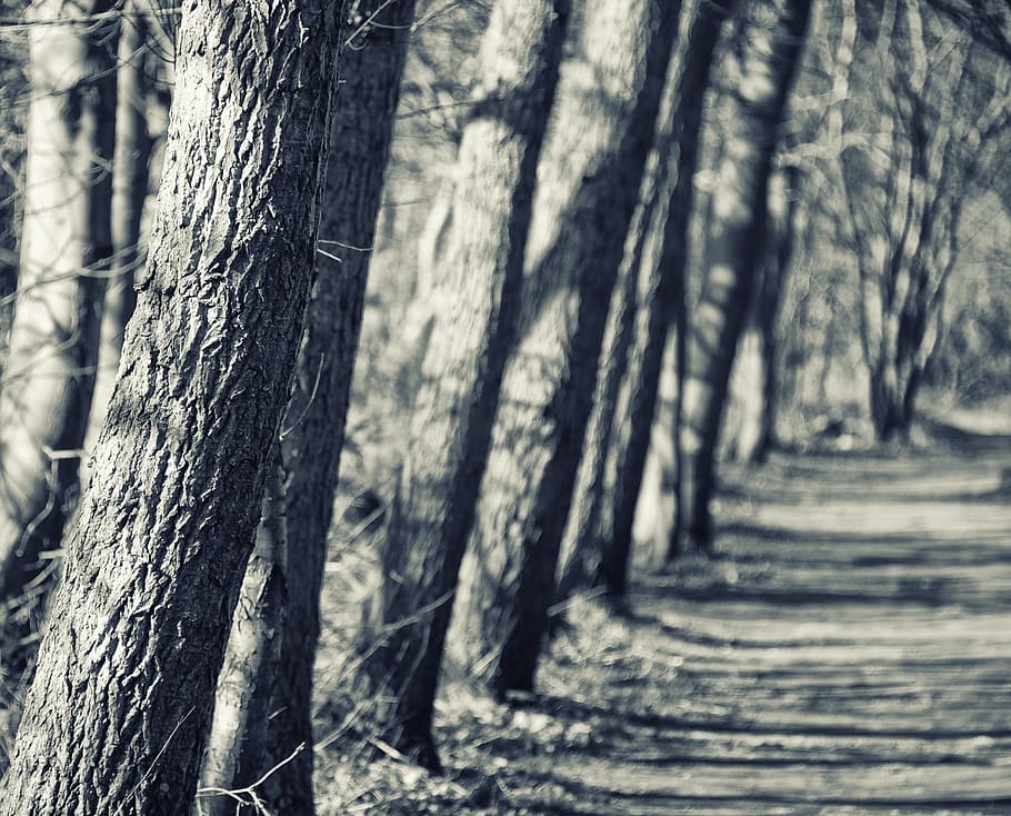 away, silent way, tree, log, close, nature, loneliness, rest HD wallpaper